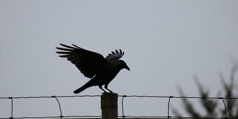 フェンスに止まるカラスのシルエット、曇り空を背景に